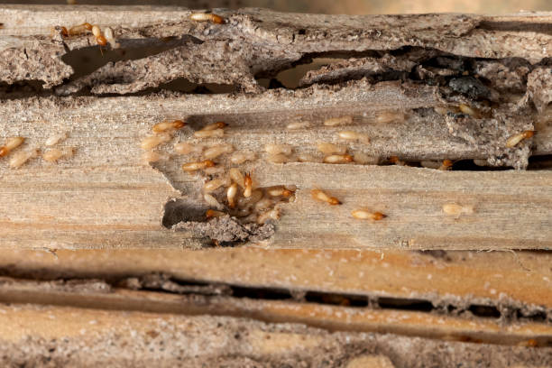 Professional Pest Control in Rupert, ID